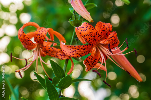 Lilium lancifolium - Tiger ...