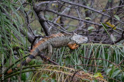 A green Iguana rests in it's natural habitat in Florida.