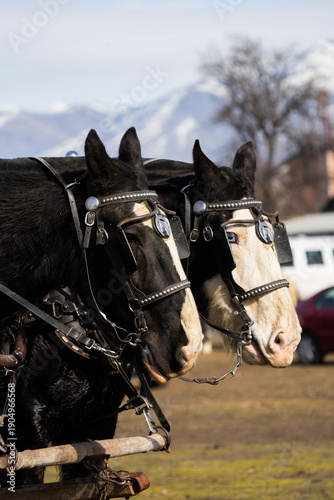 Obraz na płótnie team of draft horses hitched up to wagon wearing full pulling harnesses