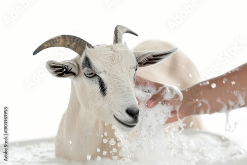 Goat Enjoying a Bath: A charming goat enjoys a relaxing bath, with soapy water and gentle hands.