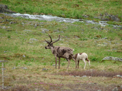 deer in the wild in the northern Urals