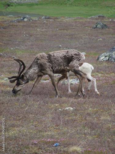 deer in the wild in the northern Urals