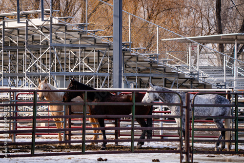 three horses in metal corral  fencing panels with rodeo horse arena in background