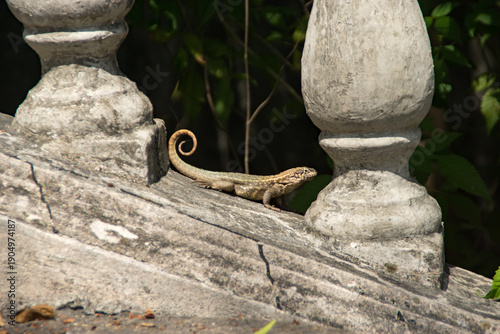 Bahaman anole