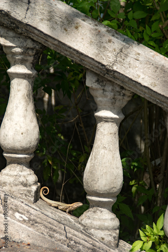 Bahaman anole