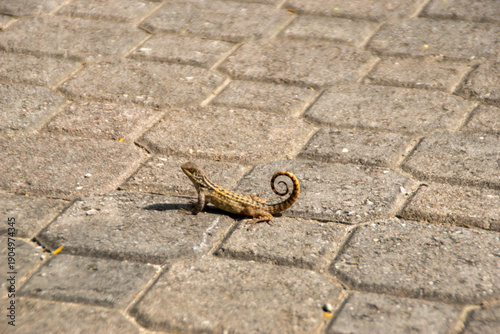 Bahaman anole