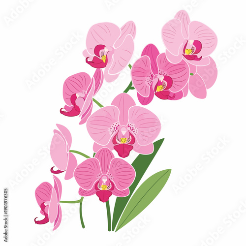 Pink Orchid Flowers