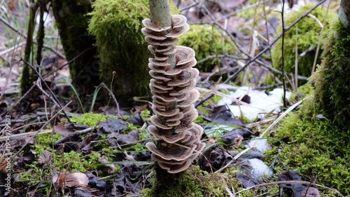 Schmetterlingstramete (TRAMETES VERSICOLOR) ringförmig angeordnet um Baumstämmchen