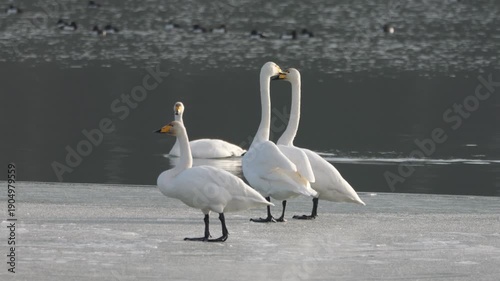 Singschwäne (Cygnus cygnus) am Lech in Bayern