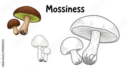 Illustrations of various mushrooms showcasing different sizes and cap colors in a simple white background from a straightforward viewpoint