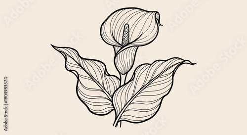 An elegant black and white line drawing of a calla lily flower with leaves from a front viewpoint