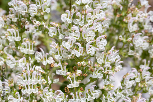 Tableau sur toile Salvia aethiopis is a plant species belonging to the genus Salvia