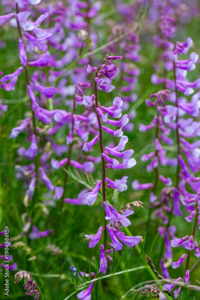 Obraz premium Vicia cracca (tufted vetch, cow vetch, bird vetch, blue vetch, boreal vetch), is a species of flowering plant in the pea and bean family Fabaceae.