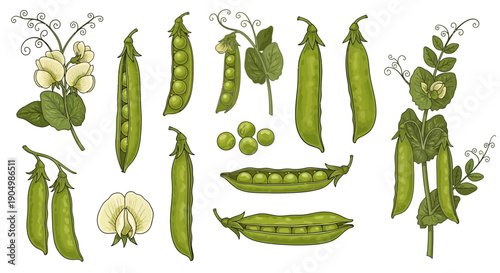 Illustration of various pea pods and flowers in different stages of growth and development