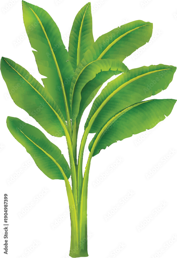 Obraz premium Banana Leaves