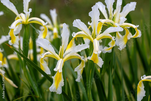 Iris orientalis is a specie...