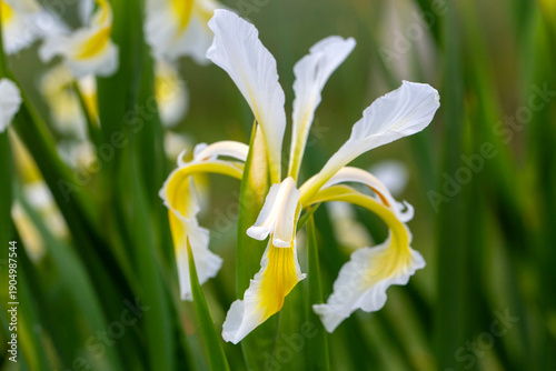 Iris orientalis is a specie...