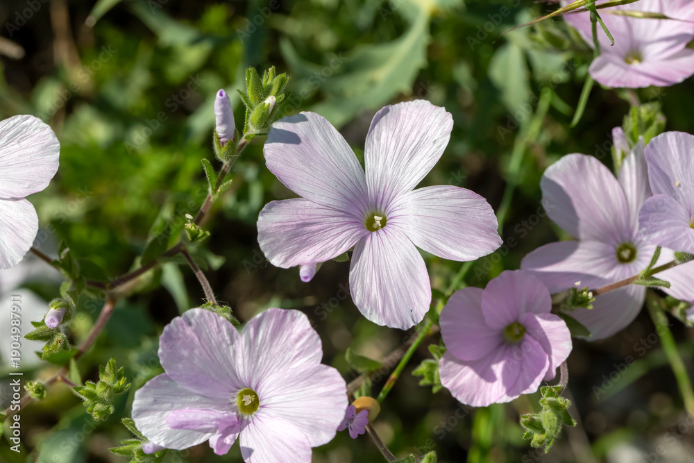 Obraz premium Linum perenne, perennial flax, blue flax or lint, is a flowering plant in the family Linaceae.