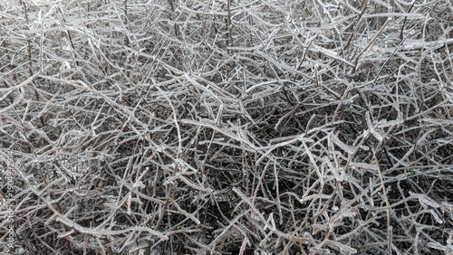 Fotografie Chilled tree limbs weave complex patterns for winter backdrop designs