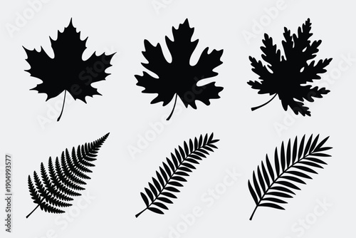 Silhouettes of maple leaves and fern fronds in black and white contrast isolated on white background, Vector, illustration