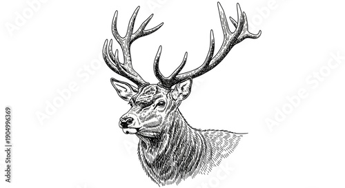 Detailed pencil drawing of a majestic deer head with large antlers on a plain background from a side viewpoint