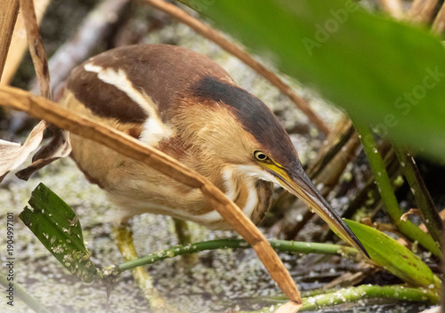 Least Bittern