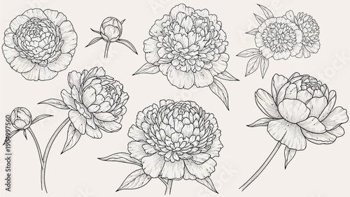 Detailed line drawings of various peonies and flowers from different viewpoints