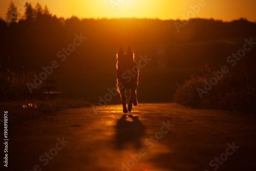 Hund Silhouette eines sitzenden Hundes im Sonnenaufgang. Deutscher Schäferhund im Profil im Gegenlicht von Sonnenuntergang. Symbol für Liebe, Tod, Sterben, Trauer, Jenseits