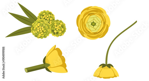 Illustration of Buttercup flowers and buds from various viewpoints showcasing botanical details
