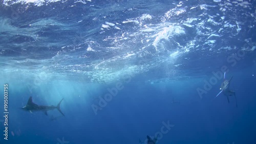 Striped marlins are hunting a small sardines. One of the fastest fish in the ocean. Fish with the long sword on their head.