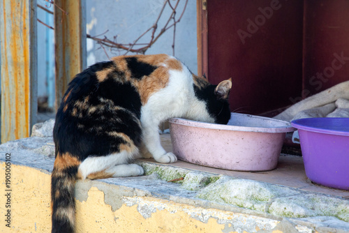 A street calico cat drinks ...