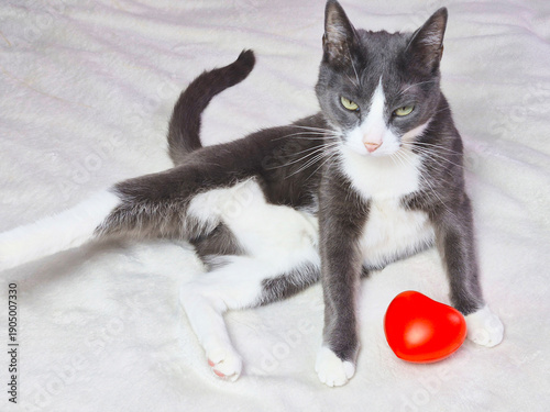A funny little gray cat is lying on a white blanket. Next to it is a toy in the form of a heart. The concept of Valentine's Day.