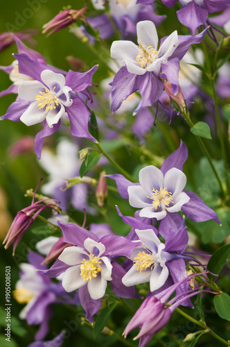 Columbine Songbird Nightingaile. Aquilegia x caerulea violet purple with white flowers in bloom in spring garden