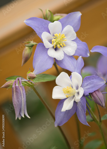Columbine Earlybird Blue White	Aquilegia x hybrida 'Earlybird'
