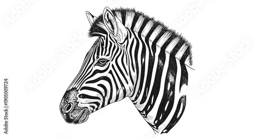 Black and white illustration of a zebra head with detailed stripes and mane