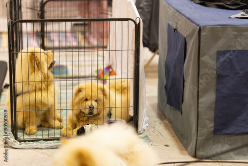Chow chow dogs resting inside metal playpen