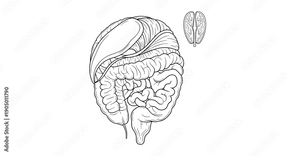 Fototapeta premium Detailed illustration of human brain with cerebral hemispheres and cerebellum for medical education purposes