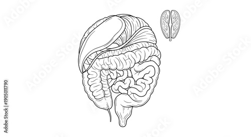 Detailed illustration of human brain with cerebral hemispheres and cerebellum for medical education purposes
