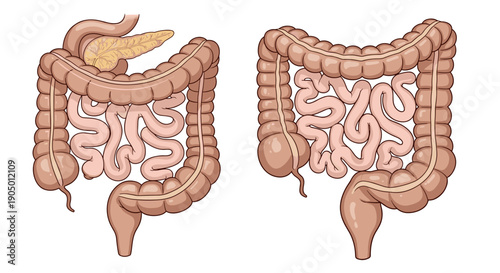 Human digestive system anatomy with intestines and organs in detailed illustration for medical education purposes and healthy lifestyle concepts