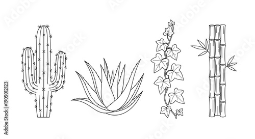 A set of four different desert plants and flowers in a line drawing style