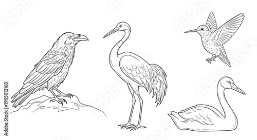 Four different types of birds drawn in a line art style