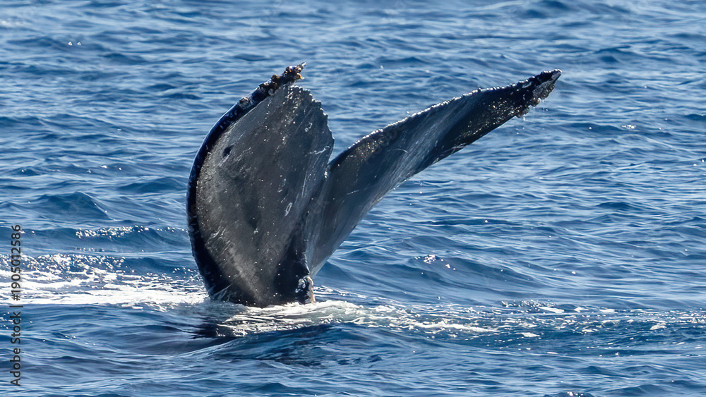 Fototapeta premium Humpback Whale activity off Maui Hawaii