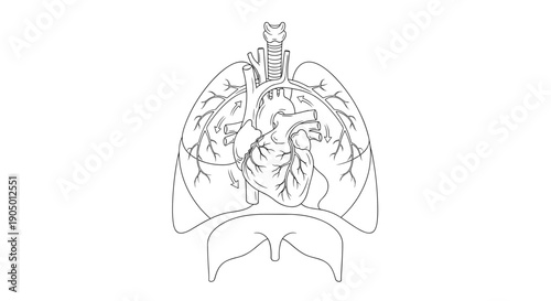 Detailed anatomical illustration of human lungs and heart with trachea and bronchi on for medical education purposes clearly