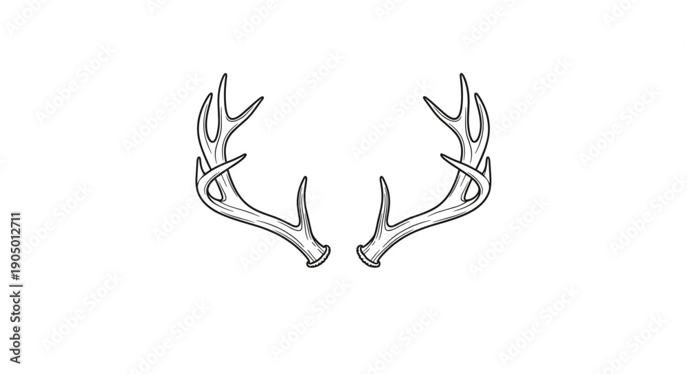 Obraz premium A pair of deer antlers on a in a line art style