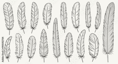 Collection of various feather illustrations in different shapes and sizes