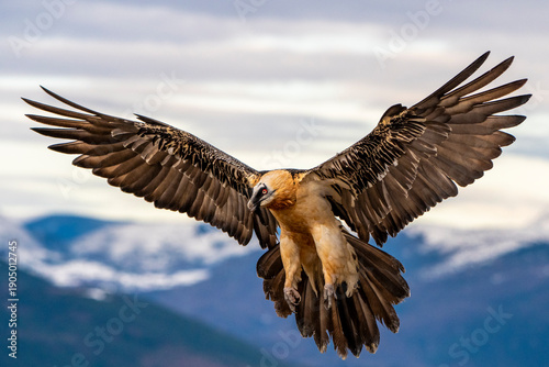 Fotografie Bearded vulture in the peaks of the Spanish Pyrenees