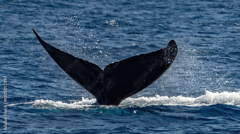 Fototapeta premium Humpback Whale activity off Maui Hawaii