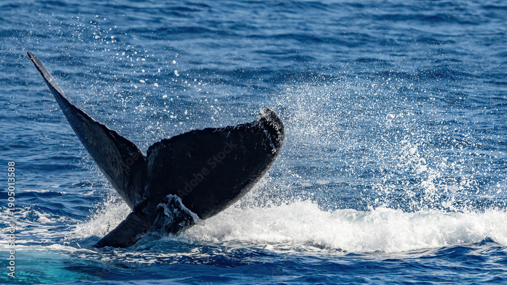 Fototapeta premium Humpback Whale activity off Maui Hawaii
