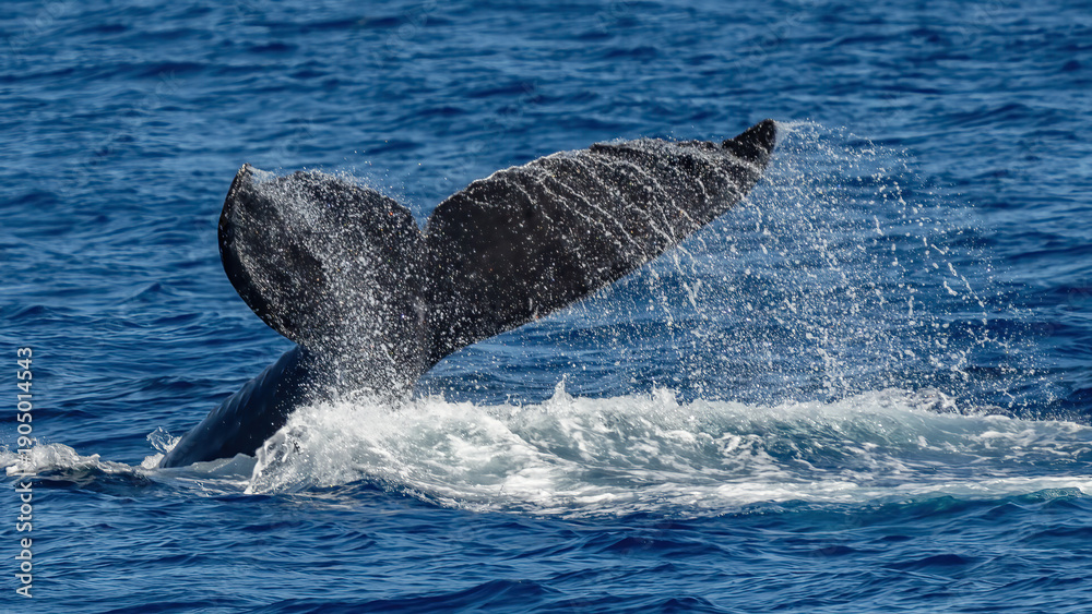 Fototapeta premium Humpback Whale activity off Maui Hawaii