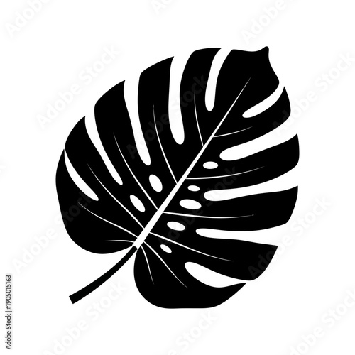 monstera leaf graphic illustration isolated on a white background featuring distinctive fenestrations perfect for tropical design themes